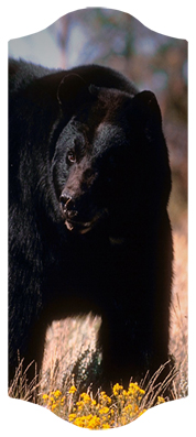 Black Bear